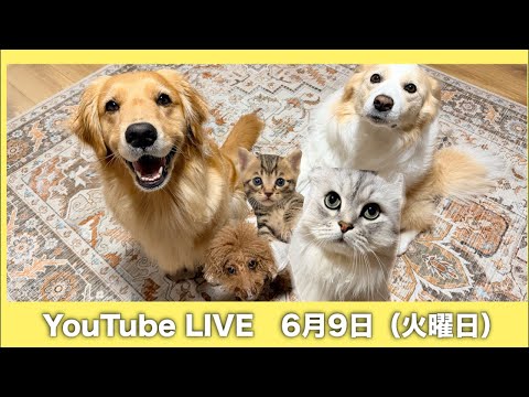 子猫の名前が決まりました!!✨ サムネイル