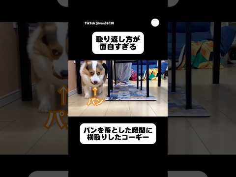 パンを横取りしたコーギー、取り返し方が面白すぎる　　コーギー　犬　面白い　犬のいる暮らし 癒し サムネイル