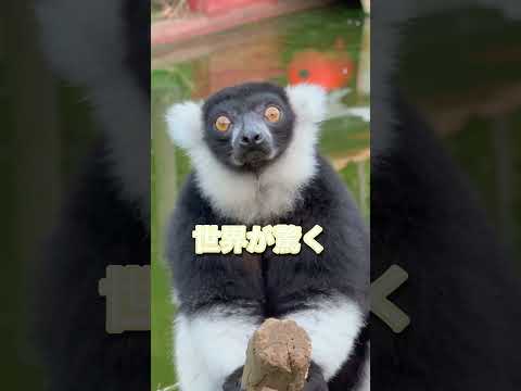 シャボテン動物公園のカリスマたち...✨ サムネイル