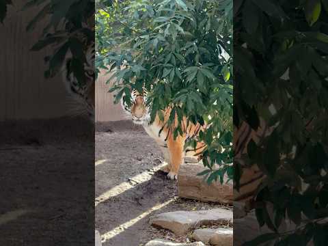 shorts アムールトラ🐯のミシュカくん❣️ 王子動物園　2025年12月27日 サムネイル