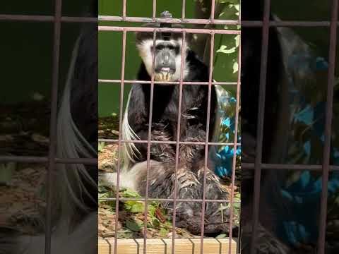 shorts アビシニアコロブス　東山動植物園にて　2026年3月14日