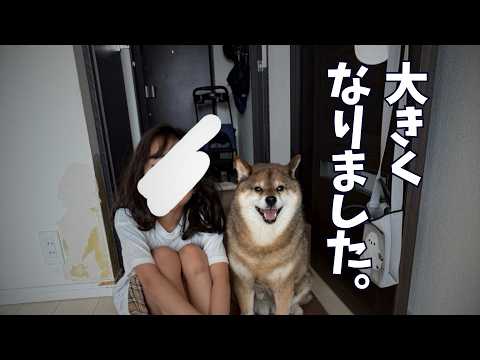 柴犬が見守り続けた女の子の8年。そして母親は・・・。 サムネイル
