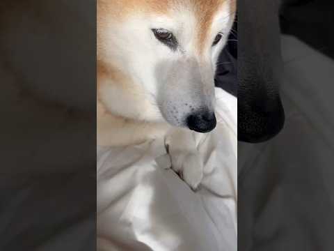 柴犬福 姉に肉球を注意され、チューで誤魔化している最中にゲップする柴犬🤣Sis and Shiba🤣姉と柴 short… サムネイル