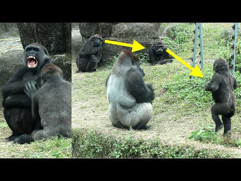 Energetic Gorilla Jabali,Ringo,Tayari cute playing,Ringo ch… サムネイル