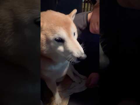 柴犬福 メンヘラ姉と柴犬の別れ🤣Sister and Shiba🤣姉と柴 shorts funny funnydog… サムネイル