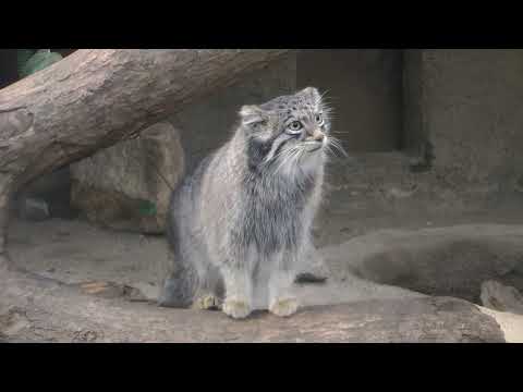 アズちゃんとオトちゃん母娘　マヌルネコ　神戸どうぶつ王国　2025年12月28日　00053 サムネイル