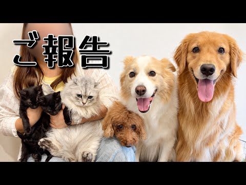 保護した子猫のトライアル結果について...【ゴールデンレトリバー・ボーダーコリー】