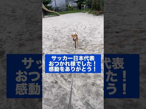 柴犬のとん君は、サッカー日本代表に感謝してます！ありがとう日本代表！　柴犬　柴犬とん