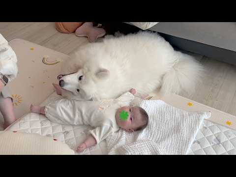 お姉ちゃんとして赤ちゃんの子守りを一生懸命頑張るサモエド、早く一緒に遊びたくて甘える様子が可愛すぎました。 サムネイル