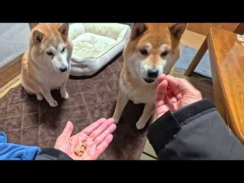 雨があがるまでオヤツで遊ぶみなさん【お散歩待機中】 サムネイル