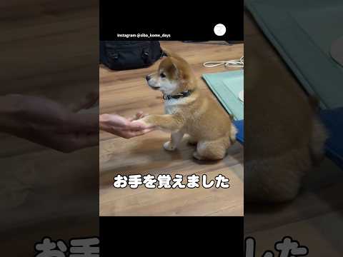 家に来てまだ１ヶ月、柴犬がお手を覚えました　　柴犬　子犬　犬　かわいい犬 かわいい サムネイル