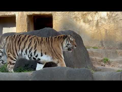 ソーンさん やっと起きる　アムールトラ　浜松市動物園にて　2026年3月15日 サムネイル