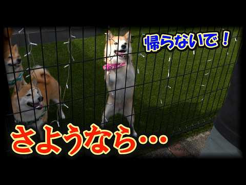 帰省した息子が帰り、柵越しに「帰らないで！」と泣き叫ぶ柴犬にジーンときました・・・