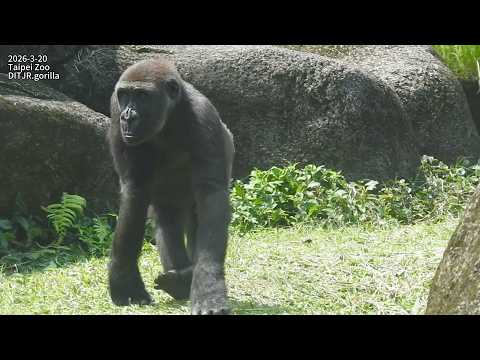 gorilla D'jeeco family 喬午睡位置。Tayari D'jeeco出來叫Iriki進洞穴/Jaba… サムネイル