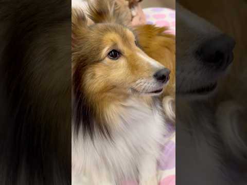 shorts シェルティのメイプルさん　那須どうぶつ王国　2026年1月12日 サムネイル