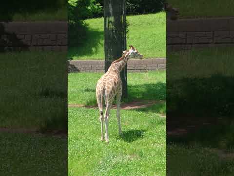 shorts コノカちゃん　キリン　千葉市動物公園にて　2026年5月9日