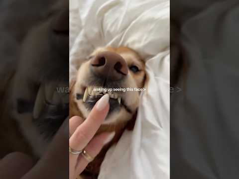 coming home to my golden retriever🥵goldenretreivers dog pup… サムネイル