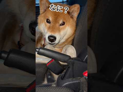 ’25.12.20 力丸のベッドは運転席… #柴犬 #shibainu #柴犬のいる暮らし #柴犬の日常 #車中泊犬… サムネイル