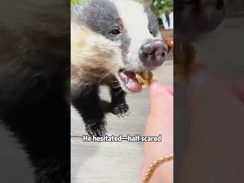 What to do if a honey badger won’t leave you alone?animals… サムネイル