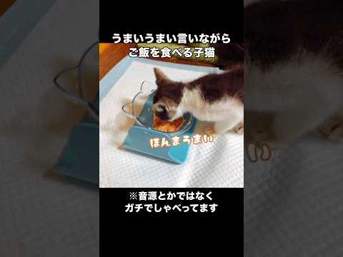 たまに思い出しては見たくなってしまう我が家1日目の愛猫 猫 子猫 煉獄さん shorts サムネイル