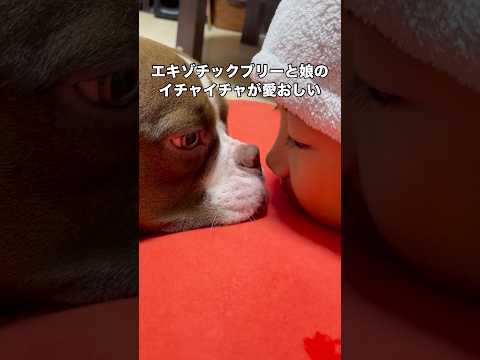 手の真似っ子が可愛すぎる娘と娘のことが大好きなエキゾチックブリー エキゾチックブリー いぬのきもち 赤ちゃん shor… サムネイル