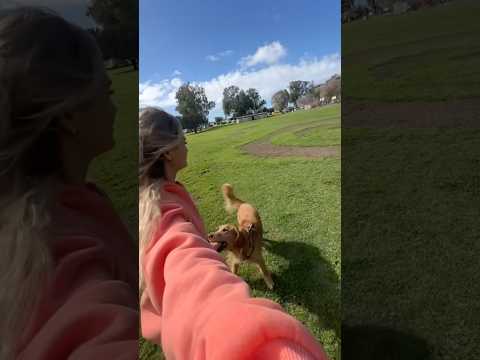 coming home to my golden retriever🥵 goldenretreiver dog ind… サムネイル