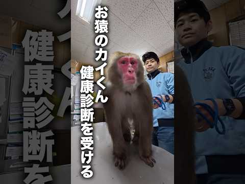 【血を抜く】お猿さんの本格的すぎる健康診断を公開 サムネイル