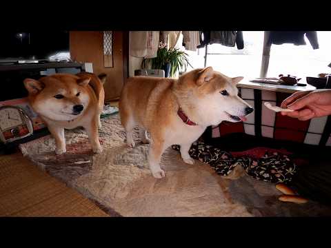 もちもち達のカルシウム補給に サムネイル