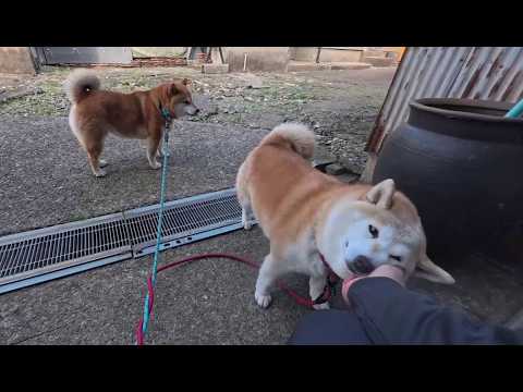 モフモフ犬が換毛期に入ると毎日お耳の中に迷い込んだ抜け毛回収ミッションが発生します サムネイル