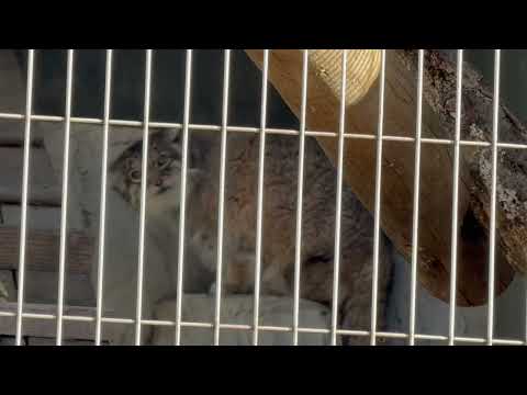 ハニーさま(おそらく)お部屋のお掃除終わるまで放飼場に♪ マヌルネコ　東山動植物園にて　2025年12月12日 サムネイル