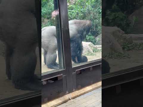 statue モモタロウ父さん☺️ ニシゴリラ　京都市動物園にて　2026年6月14日