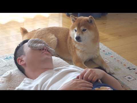 柴犬はパパの異変に気づいた後、様子がおかしくなりました。 サムネイル