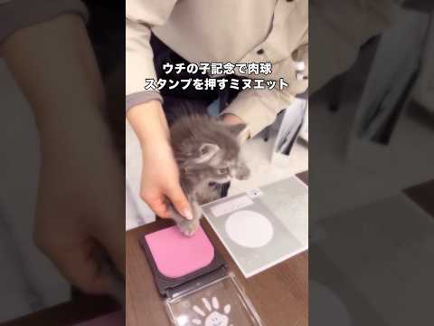 ウチの子記念でされるがままに肉球スタンプを押すミヌエット ミヌエット ミヌエット子猫 猫 shorts