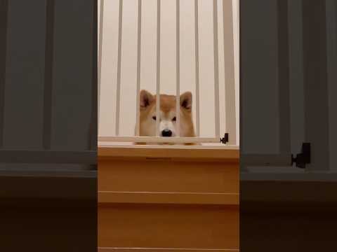 柴犬福 兄の出迎えで柵と被っちゃてた柴犬【懐かし動画】🤣Bro and Shiba🤣shorts 柴犬 shibain… サムネイル