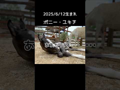 ユキチもそろそろ1歳です。 東武動物公園 動物 かわいい 癒し 赤ちゃん animals zoo 動物園 ポニー ユキチ サムネイル