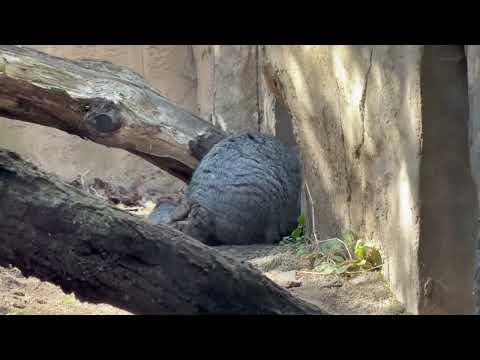 ピョンっとひとっ飛びアブちゃん🤭バックヤードはナゴムくん　マヌルネコ　2026年3月1日 サムネイル
