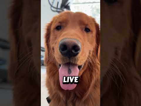 I think he understood 😂 サムネイル