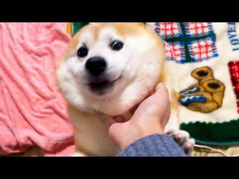 2026年早々にお留守番をさせられたらんまるから、何か言いたいことがあるようです。 サムネイル