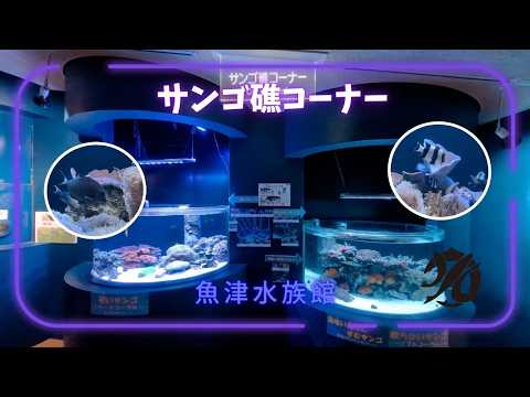 【魚津水族館】サンゴ礁コーナー✨