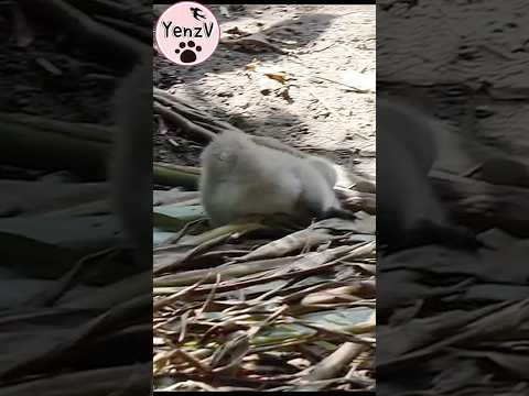 鵝寶寶小跌,噴💦🤣 baby black swan cuteanimals taipeizoo 台北市立動物園 黑天鵝… サムネイル