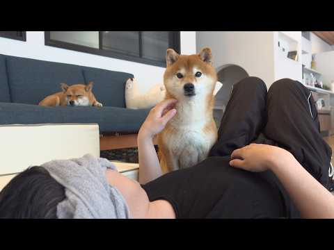 柴犬はいつもと違うパパに、真っ先に気づきました サムネイル