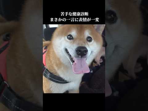 柴犬は残念なお知らせに表情が一変 病院 shibainu 犬のいる生活 サムネイル