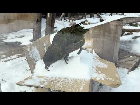 ダンボールと雪とレアちゃん　ケア　那須どうぶつ王国にて　2026年1月30日