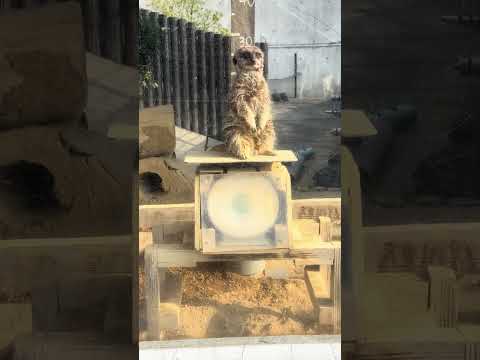 shorts 自主的体重測定　ミーアキャットさん　浜松市動物園　2026年2月14日　IMG 8492 サムネイル