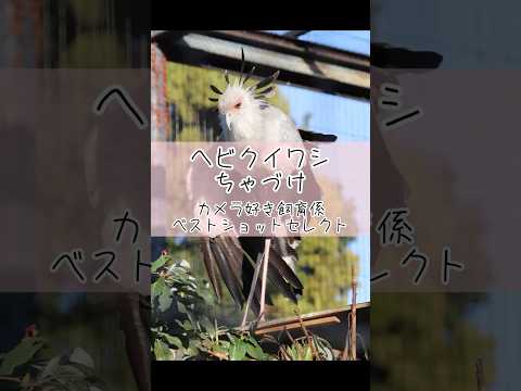 ヘビクイワシ ちゃづけ　ベストショットセレクト 東武動物公園 癒し 動物 かわいい animals ヘビクイワシ ちゃ… サムネイル