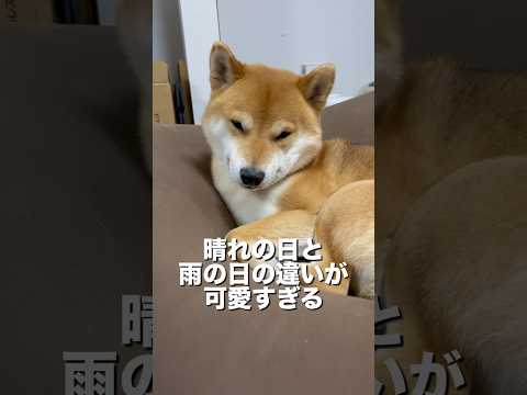 柴犬とん君、しっかりと意思表示するところ、ほんとすごいよね！　柴犬　柴犬とん サムネイル