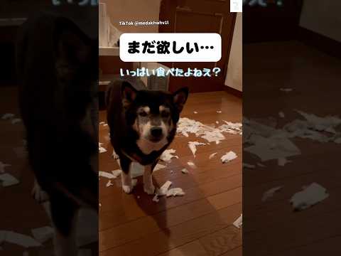 まだ欲しい…ご飯後におねだりする老犬　老犬　柴犬 犬　黒柴　犬のいる暮らし サムネイル