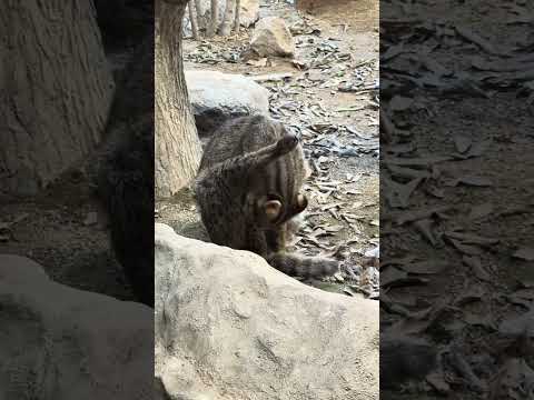 shorts ツシマヤマネコのさごくん　那須どうぶつ王国　IMG 8150 サムネイル