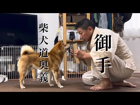 柴犬とん君が師範代の柴犬道　柴犬　柴犬とん