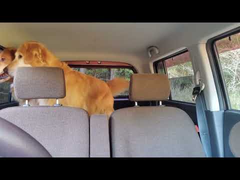 【被写体小さいです】車載カメラで水ノ上（場所の名前）の散歩の一部始終を撮影 サムネイル